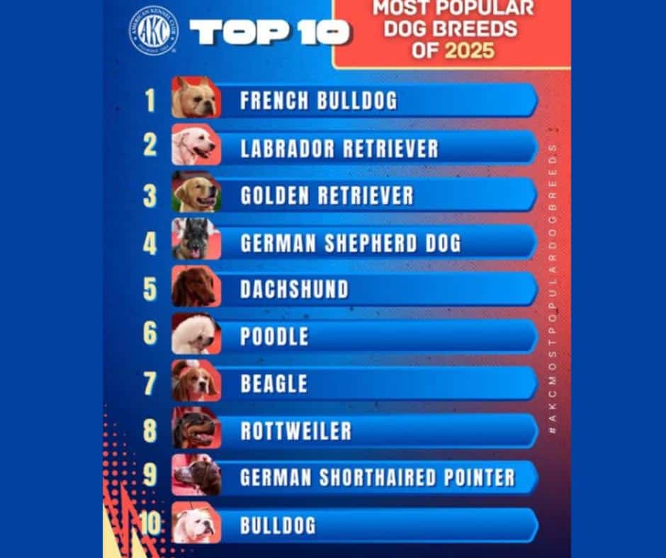 AKC Just Revealed The Most Popular Dog Breeds — Is Yours On The List ...