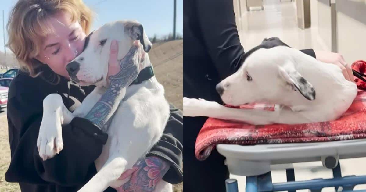 Woman Rescues Two-Legged Pittie At Gas Station…Now She’s Unstoppable