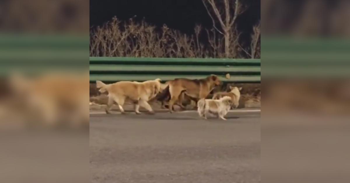 Seven Stolen Dogs Escape Meat Truck And Travel 10 Miles To Find Their Way Home