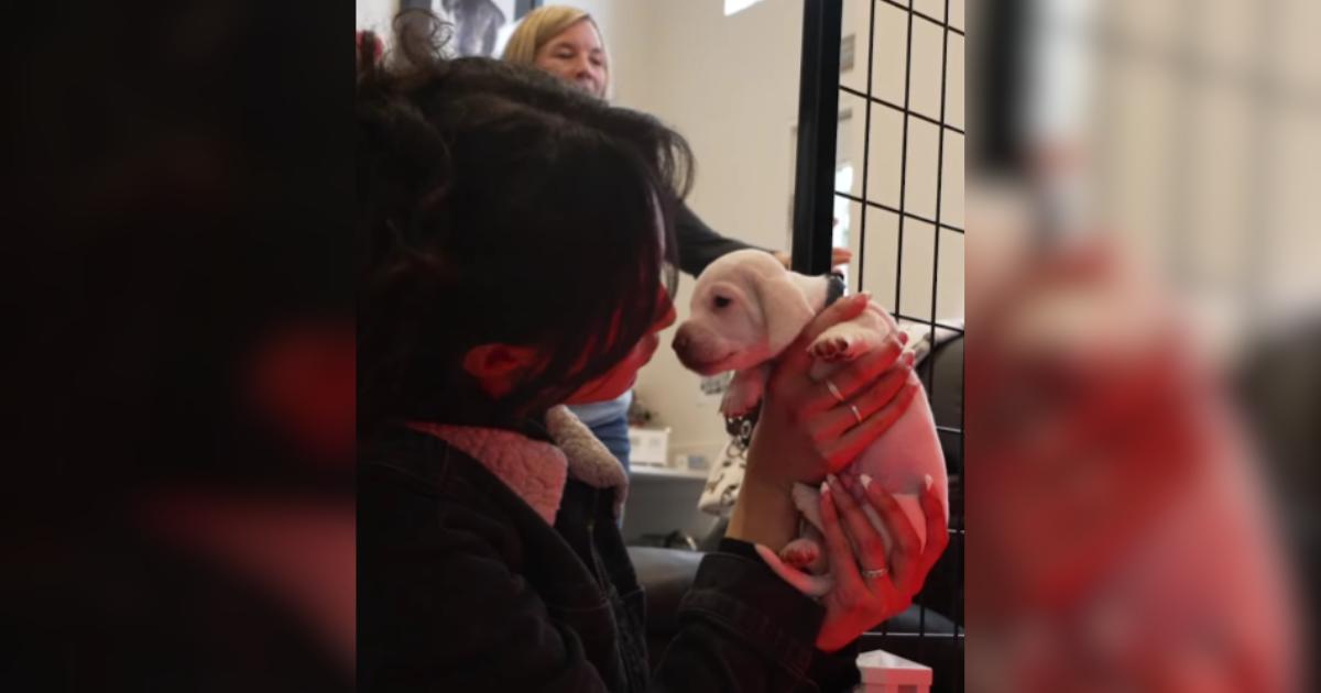 Rescuing A Long-Haired Dachshund Was Her Dream — And It Just Came True