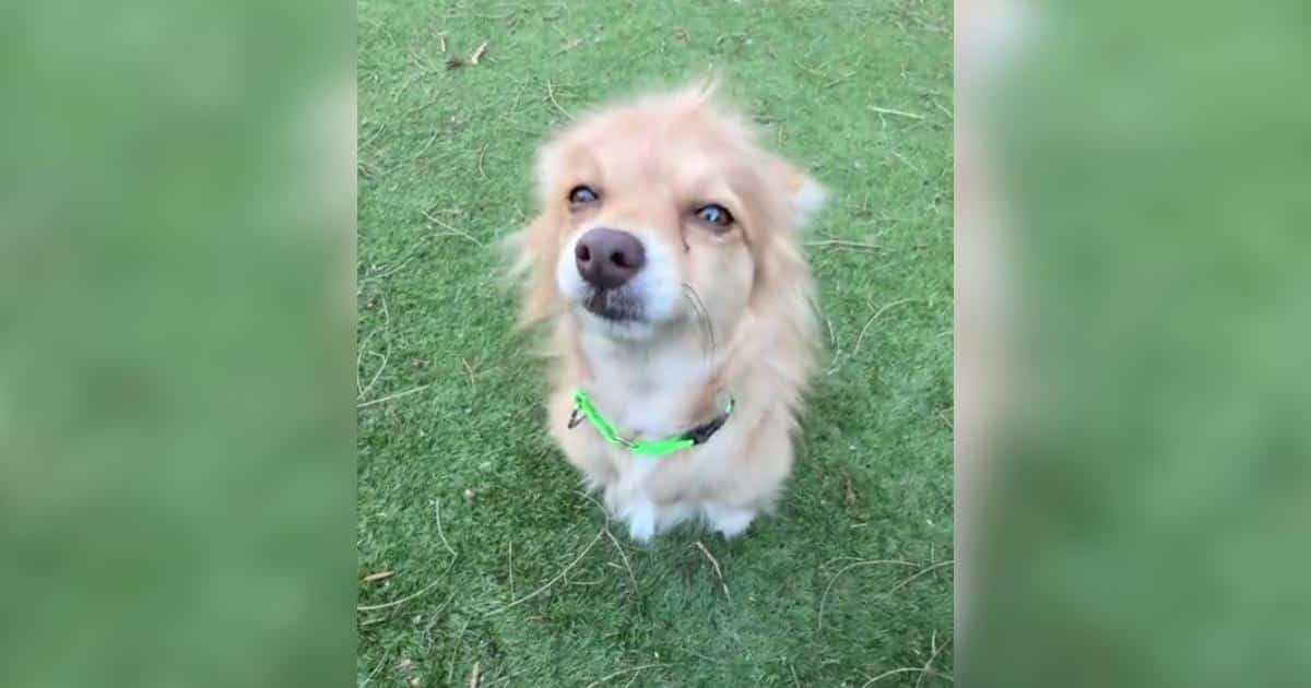 Traumatized Foster Dog Finally Lets Her Guard Down and the Sweetest Moment Follows