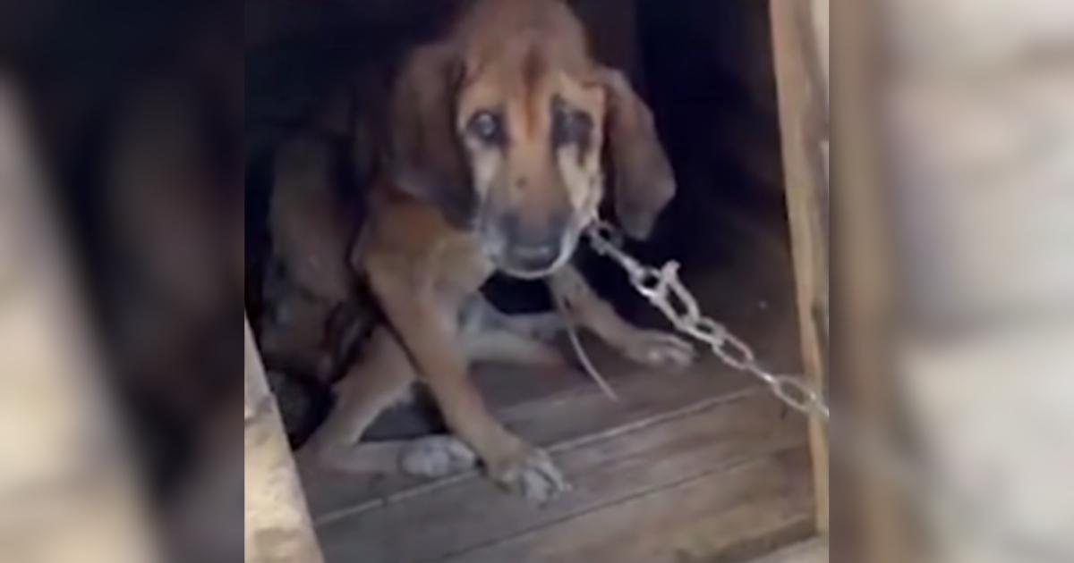 After 19 Years on a Chain, This Senior Dog Finally Learns the Meaning of Freedom