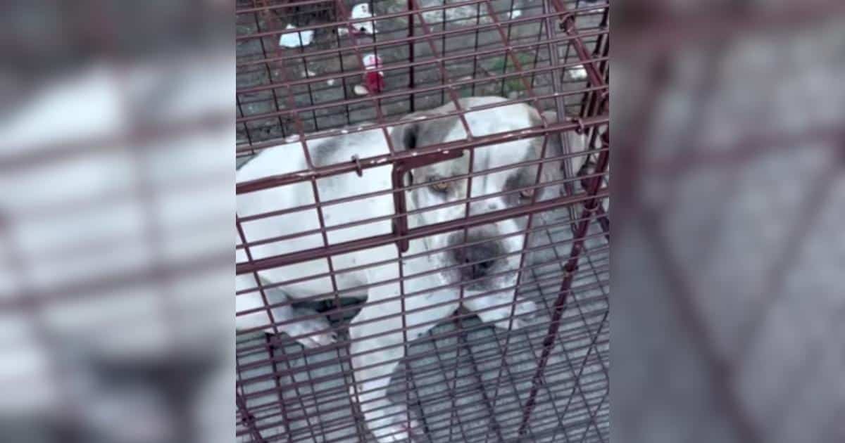 This Pittie Took Her First Steps Into A Loving Forever Home