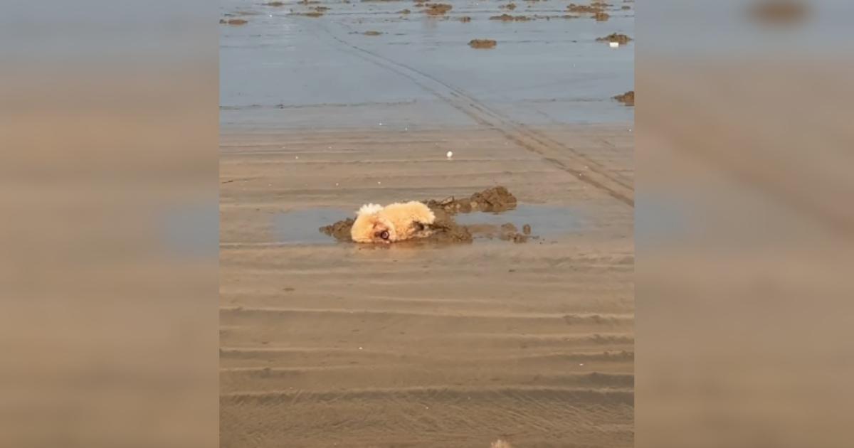 Tiny Dog’s Beach Day Antics Will Have You Dreaming of Summer