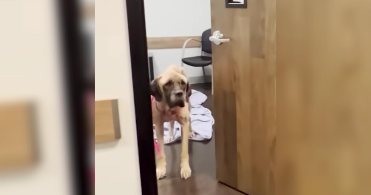 Sweet Dog Mildred’s Transformation Proves Hope Can Bloom Even In Darkness