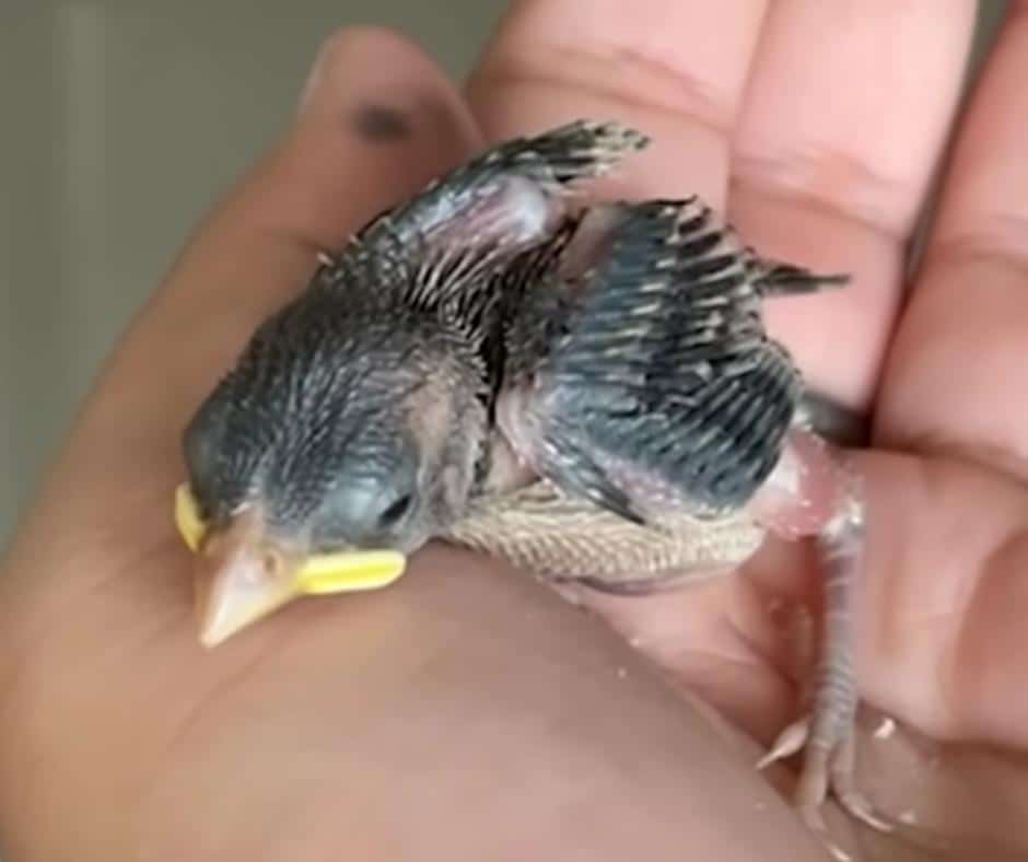 Muffin the Bird Rescue