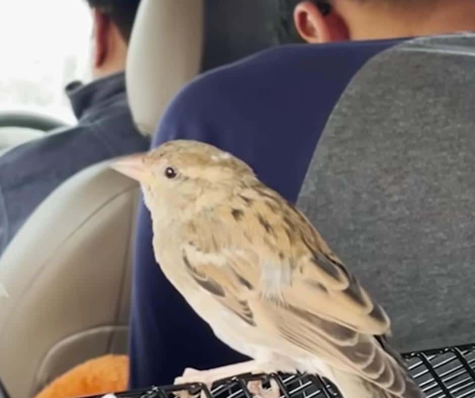 Muffin Returns to Sky