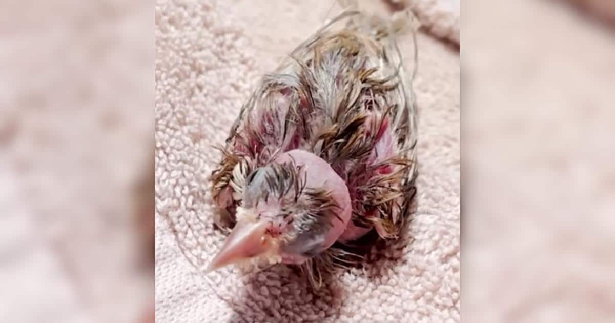 This Tiny Rescue Bird Acts More Like A Puppy Than A Bird
