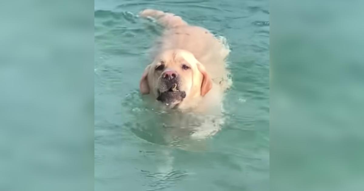 Chunky Lab Found Confidence (and Cardio) in Rock Diving