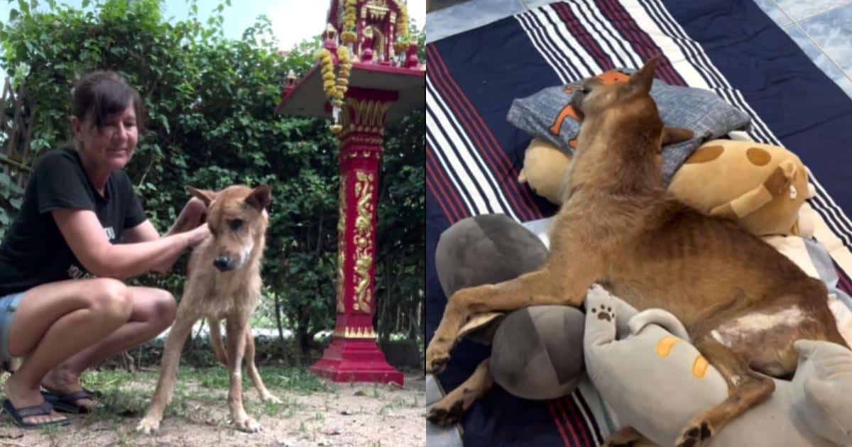 Stray Dog’s Severe Infection Nearly Took Him—Now He’s Standing Strong