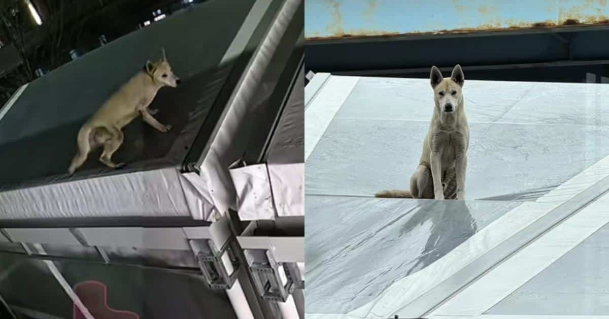 Dog Possibly Thrown From Bridge Is Later Discovered On A Rooftop