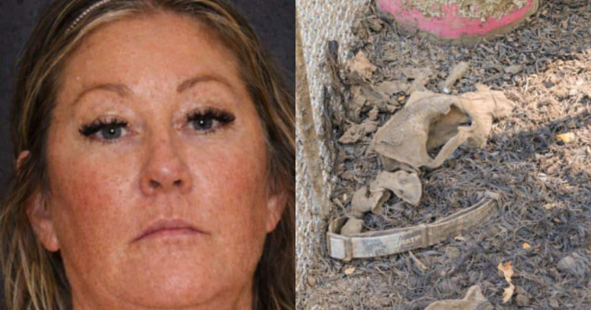 Shocking Video Of Dog’s Killing Uncovers Abuse — Leads To Rescue Of Over 100 German Shepherds