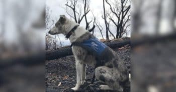 Hero Dog Saving Koalas