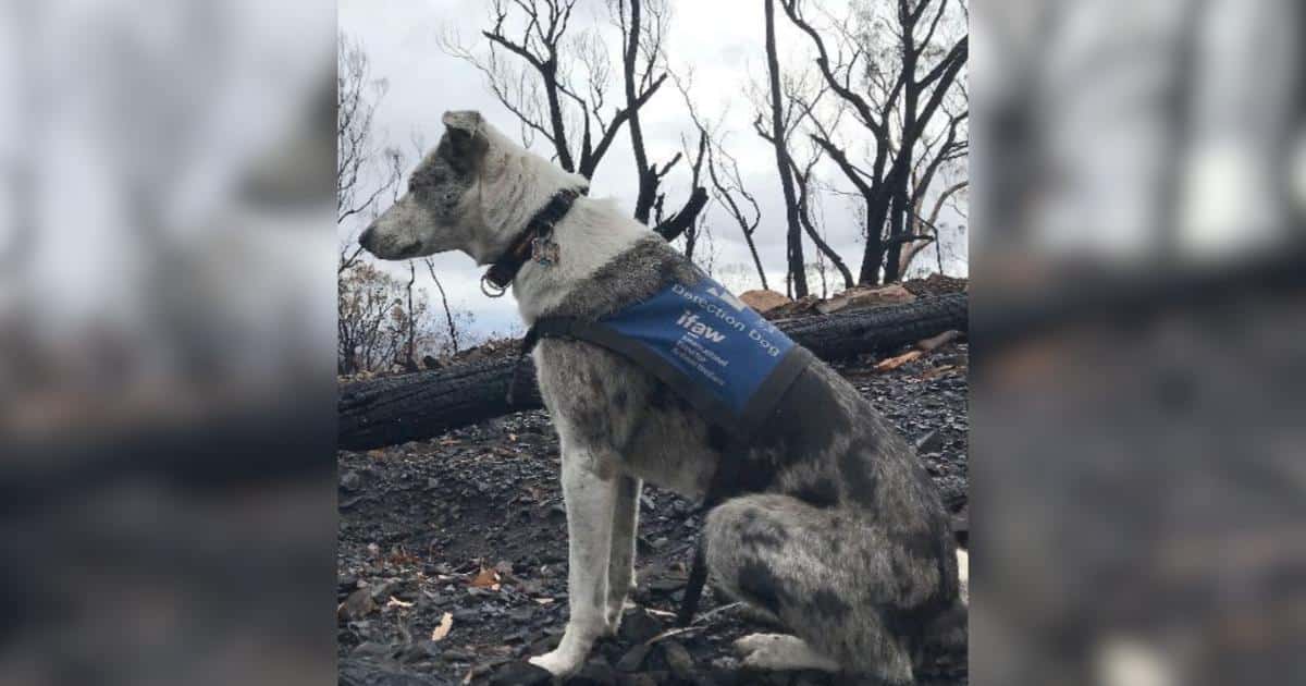 After Helping Save 100 Koalas, This Hero Dog Is Hanging Up The Leash