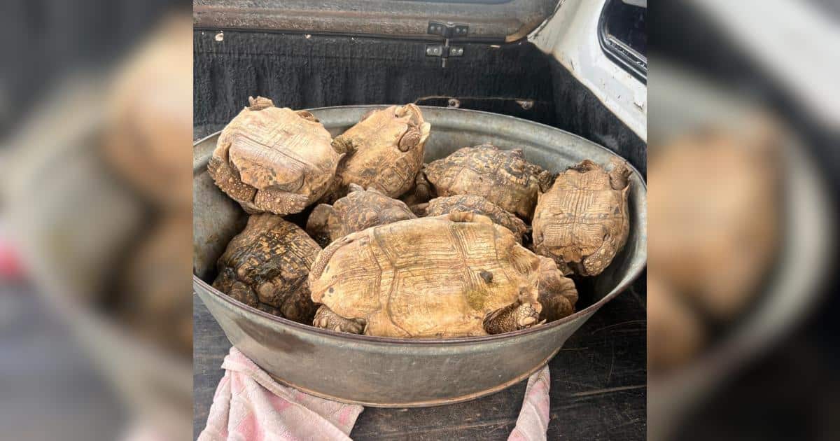 14 Protected Tortoises Were Being Sold Online Until a Secret Sting Shut It Down