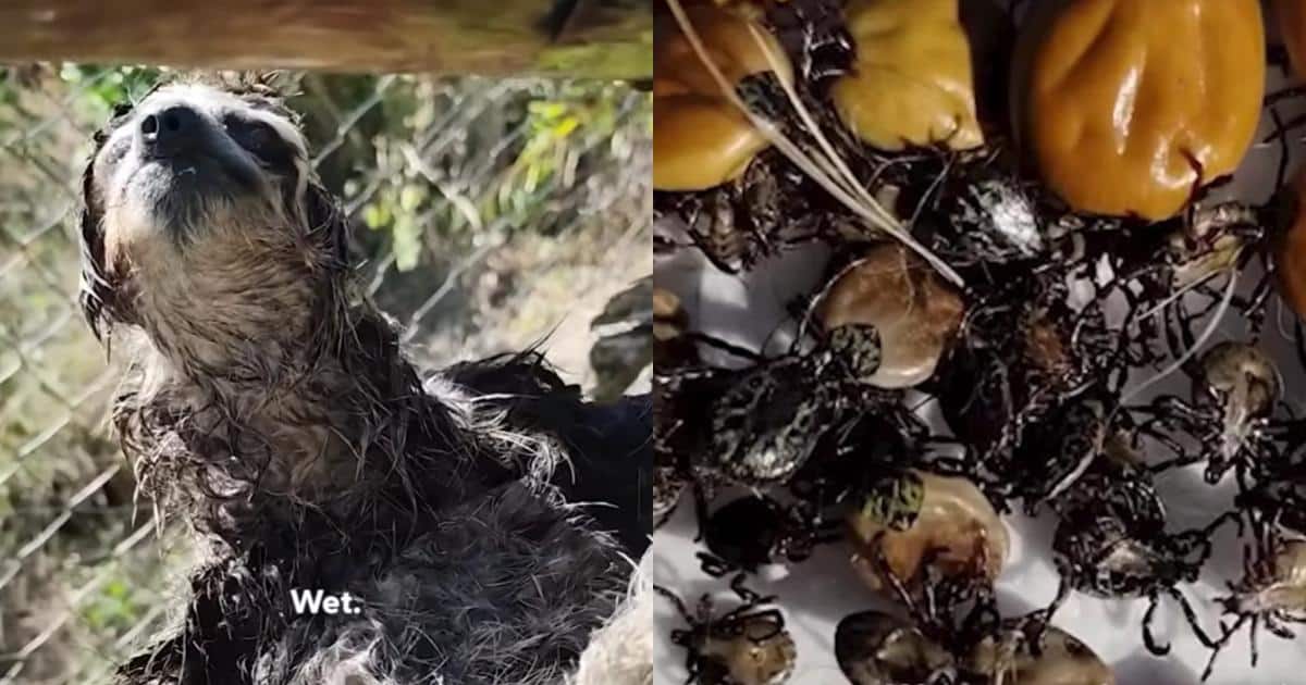 This Sloth’s Face Says It All After Finally Getting Relief From 40 Ticks