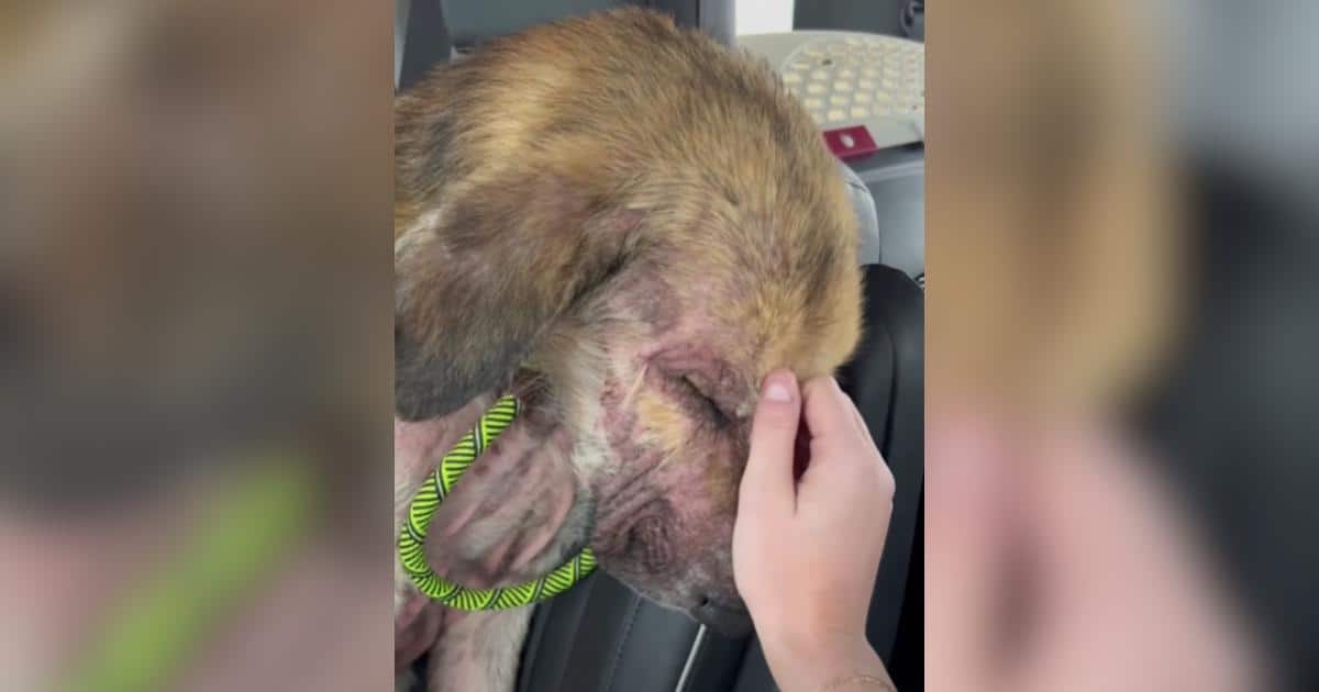 After a Difficult Past, This Rescue Dog Found the Home He Needed