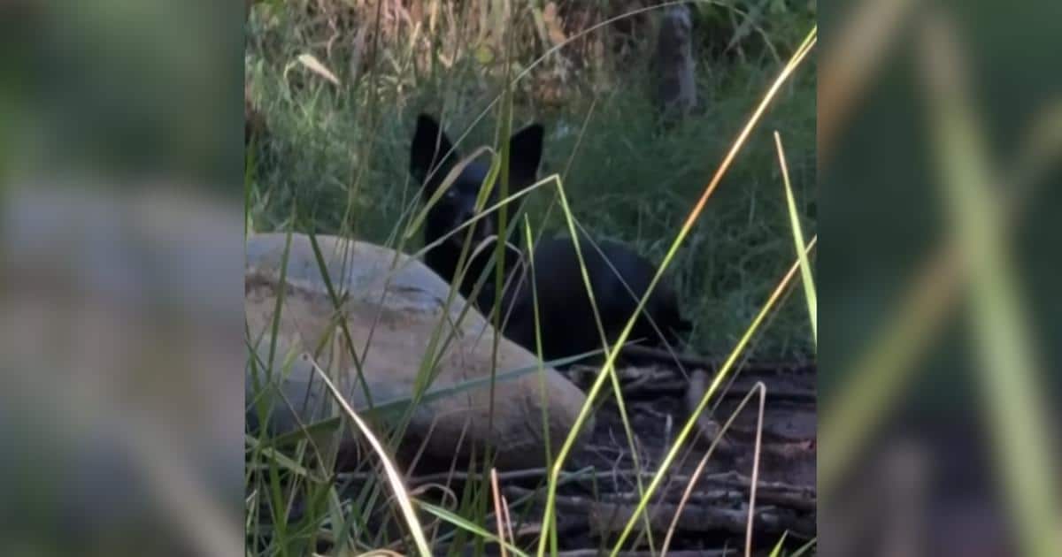 Little Chihuahua Found Alone In The Woods Gets Help Thanks To One Clever Guy