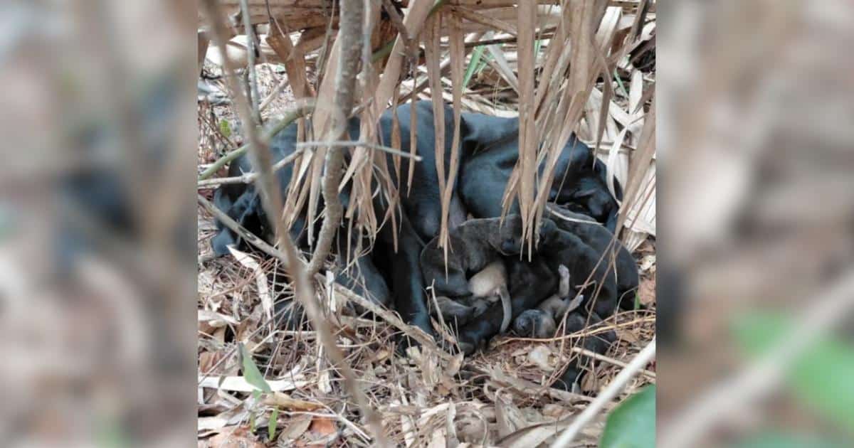 Couple Thinks A Bear Is Nearby And Finds A Mama With 11 Newborn Babies Instead