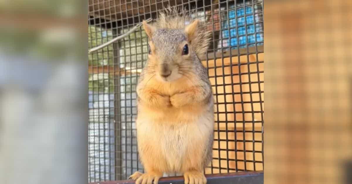 Tiny Pregnant Squirrel Somehow Knows Exactly Who To Trust
