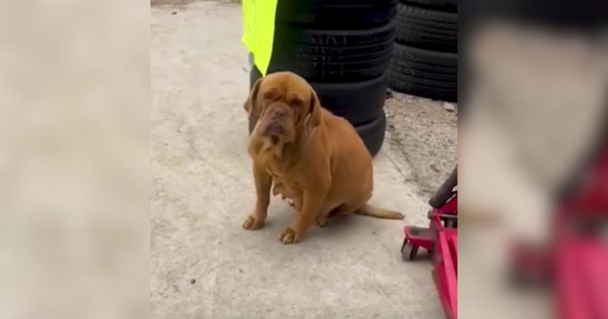 This Big Dog Survived So Much…Now She Spends Her Days Scrolling Mom’s Phone And Watching Novelas
