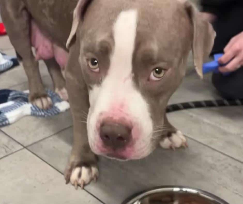 Elsa receiving care at vet