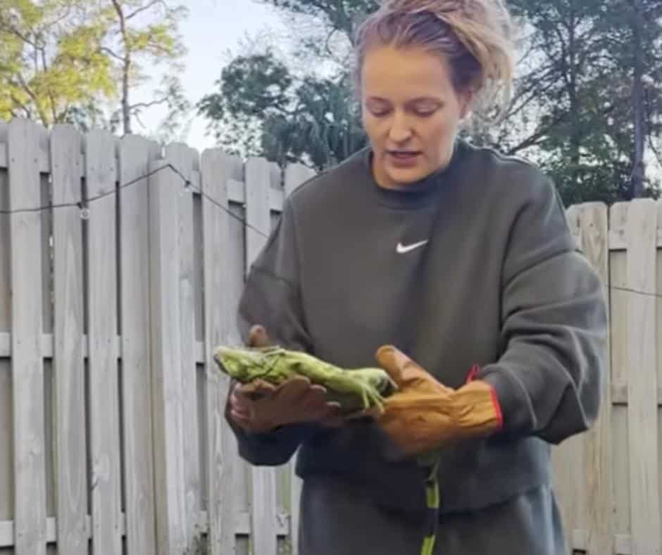 Recovered Iguana