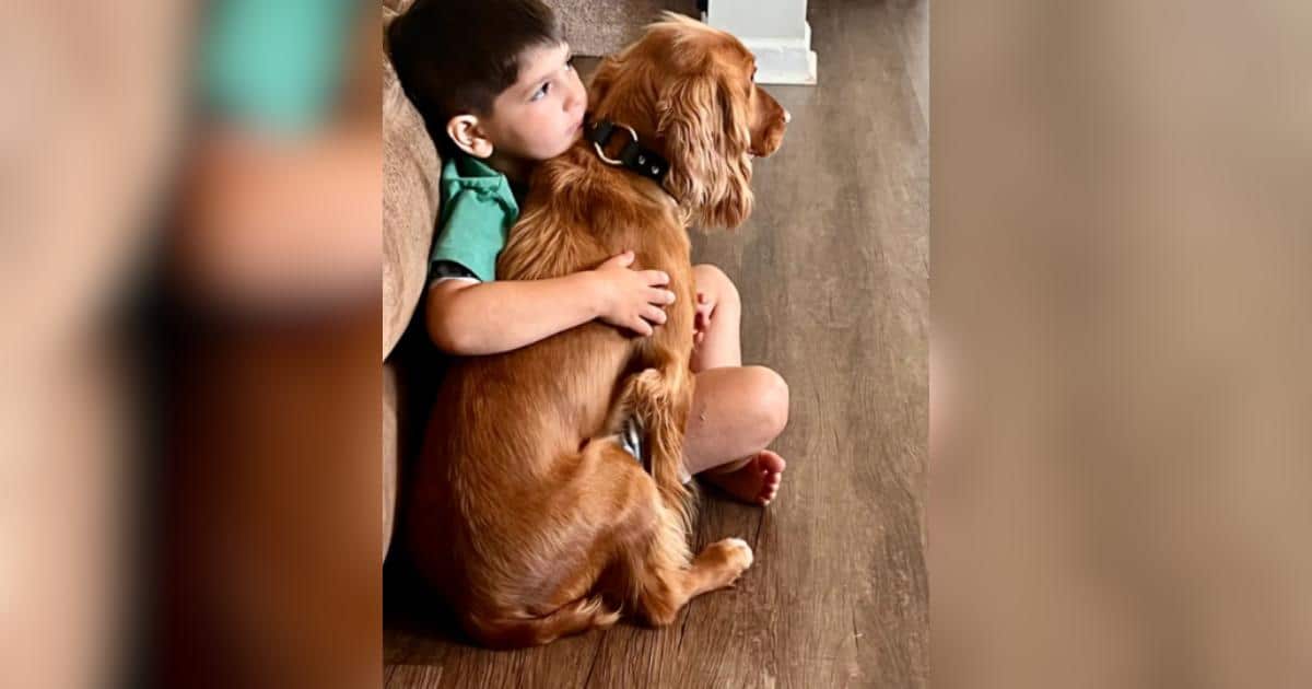 Hero Dog Alerts Family To Child’s Diabetic Crisis, Then Snuggles Into His Lap