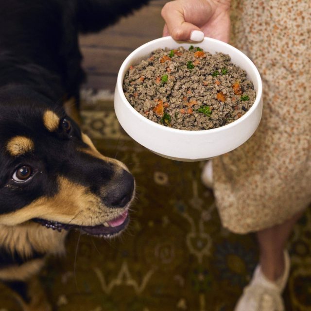 Black and tan dog looking up at a white bowl of fresh dog food with visible vegetables held by its owner.