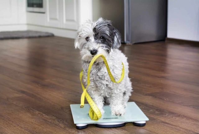 Small poodle mix sitting on a bathroom scale holding a yellow measuring tape in its mouth.