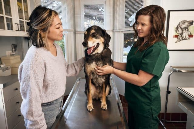 Veterinarian and owner examining a black and tan senior dog on an exam table at a clinic.