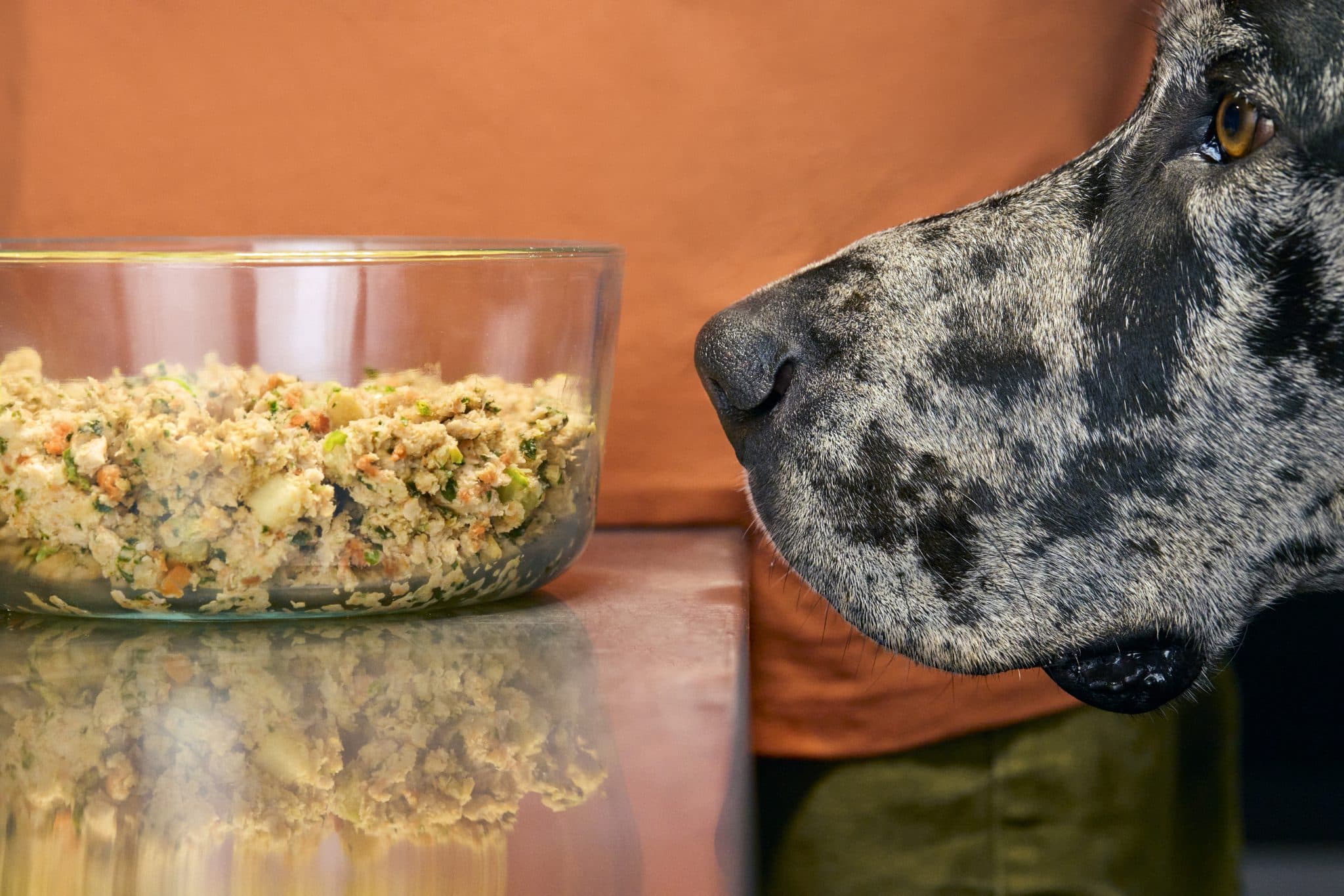 Close-up of a merle Great Dane sniffing a glass bowl of fresh dog food on a counter.