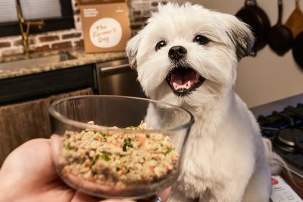 Small white dog smiling next to a bowl of fresh dog food with a Farmer's Dog delivery box in the background.