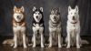 Husky Colors 2026: Every AKC-Recognized Coat and Eye Color Explained ...
