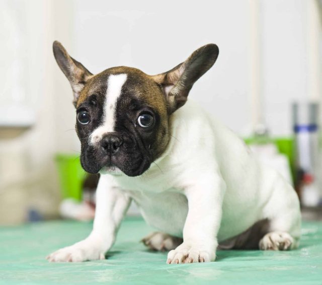 Nervous French bulldog puppy sitting on an exam table at a veterinary clinic.