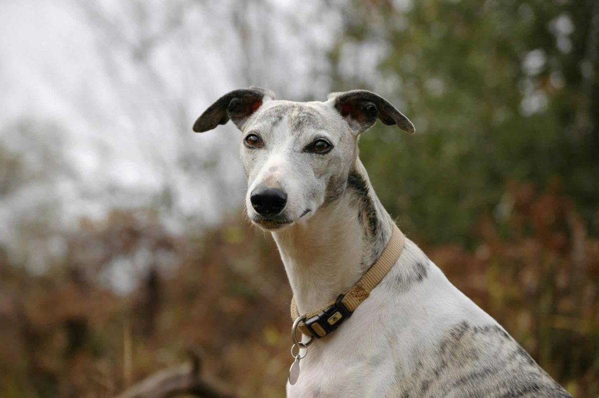 Greyhound calm and reserved with soft and polite expression