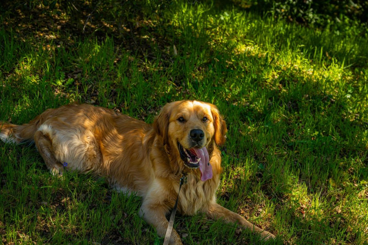 Golden Retriever with kind eyes showing a gentle, polite, and friendly demeanor