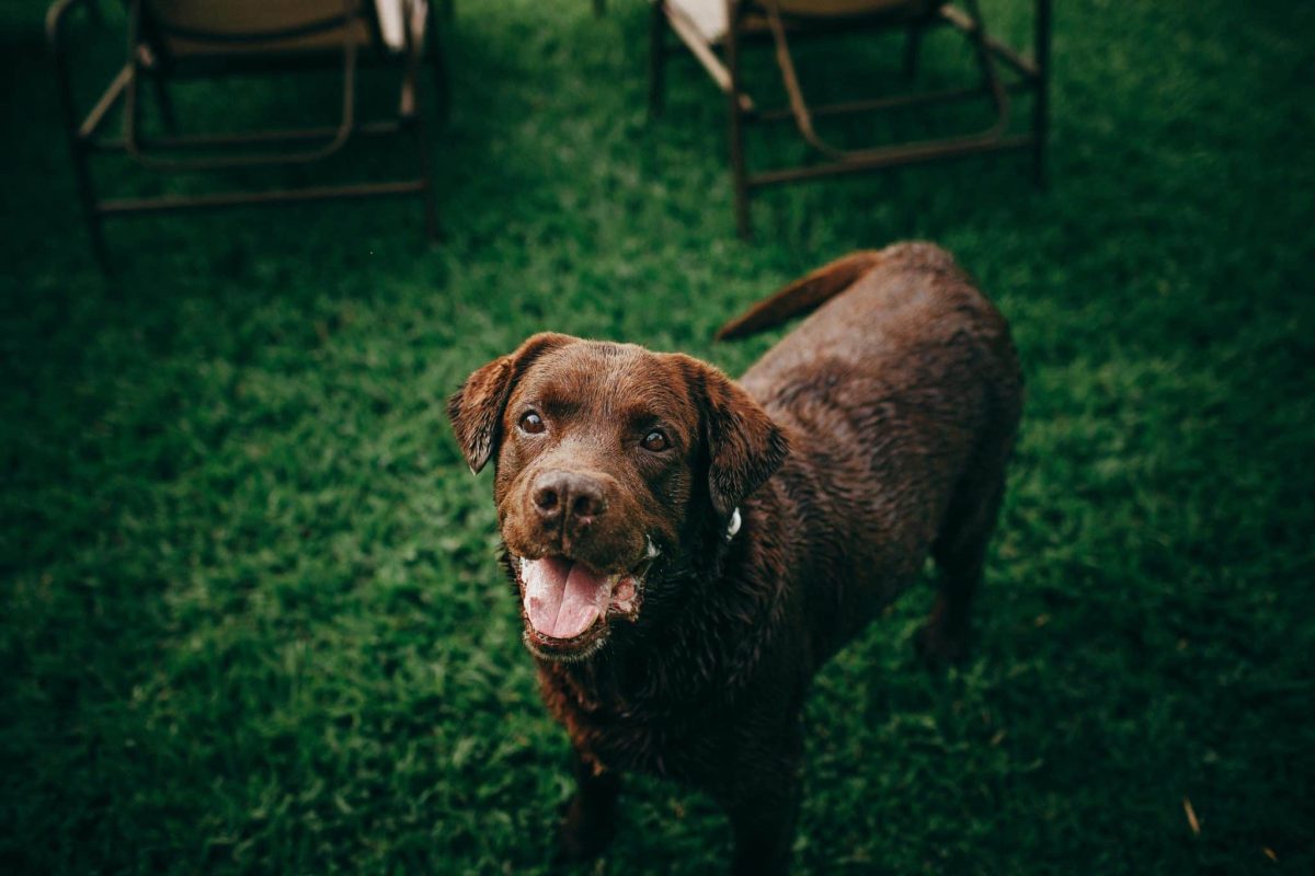 Labrador Retriever gazing lovingly with a loyal shadow-like presence