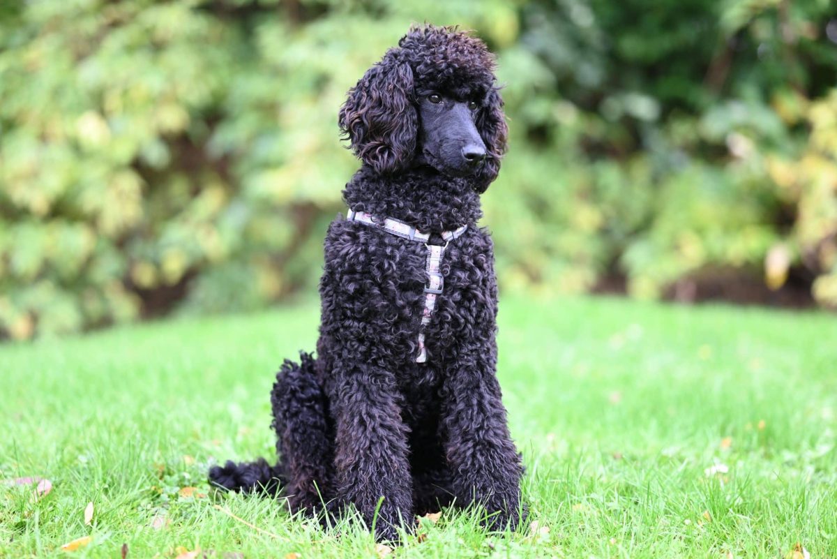 Standard Poodle elegant and intelligent with calm and polite demeanor