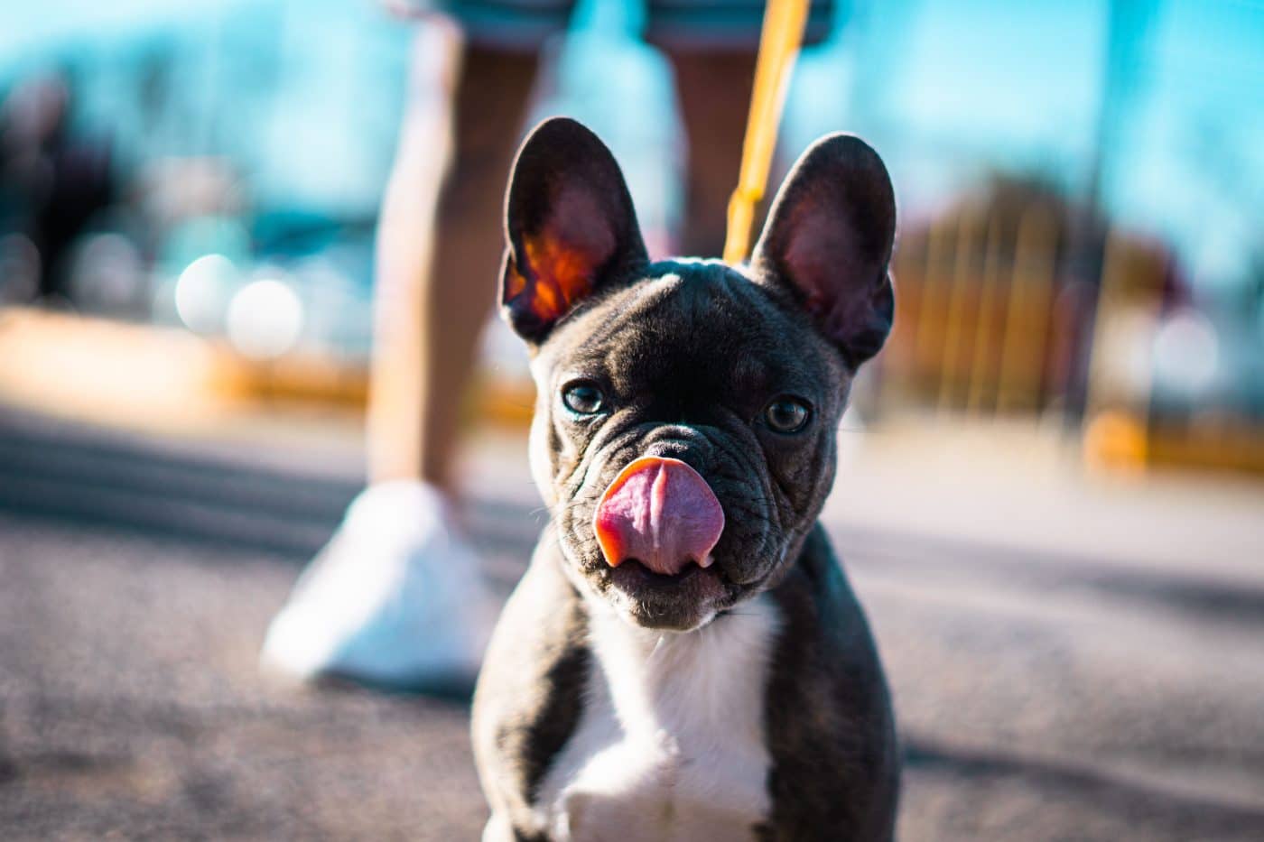French Bulldog