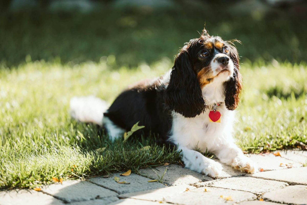 Cavalier King Charles Spaniel gentle expression showing calm affectionate and polite nature