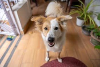PetWireDaily — Purina Pro Plan vs. Iams 2026: Which Dog Food Actually Wins?