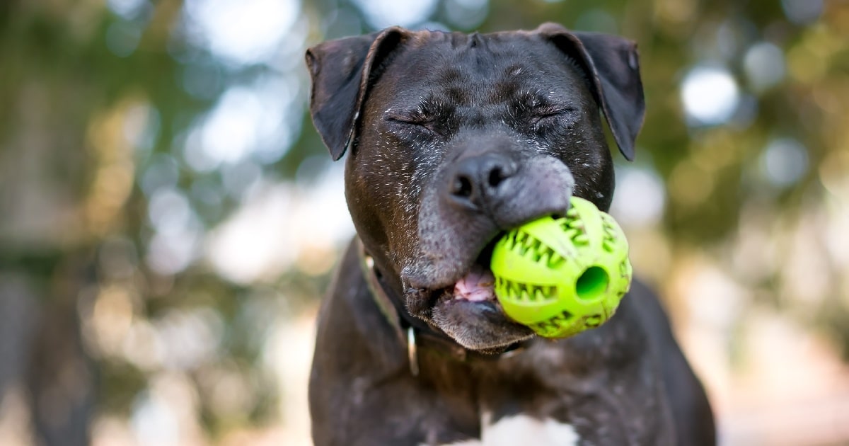 The 11 Best Toys For Senior Dogs