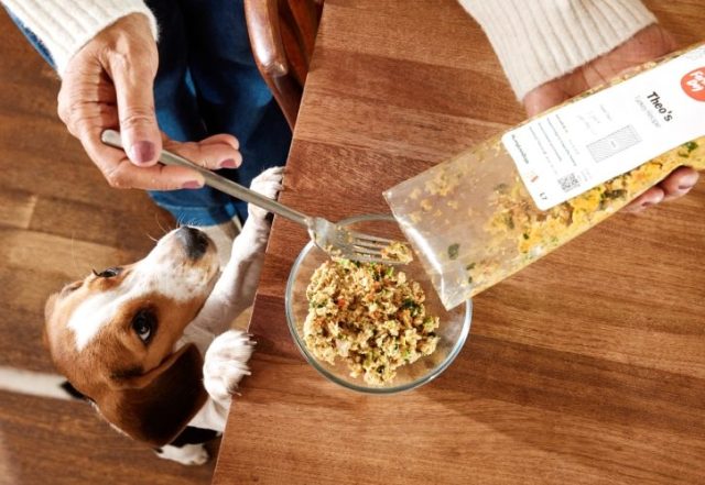 Overhead view of a person forking fresh dog food from a labeled Farmer's Dog pack into a bowl while a beagle watches.