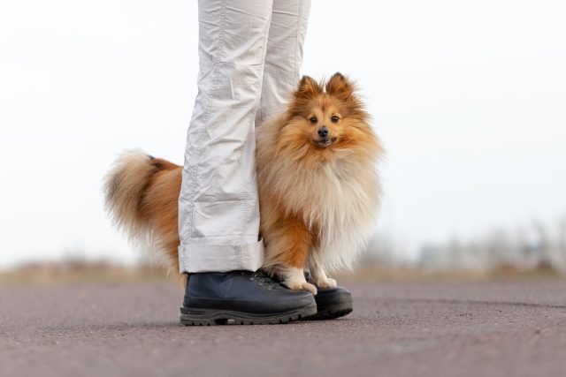 Small Shetland Sheepdog standing on black shoes between khaki-clad legs during training.