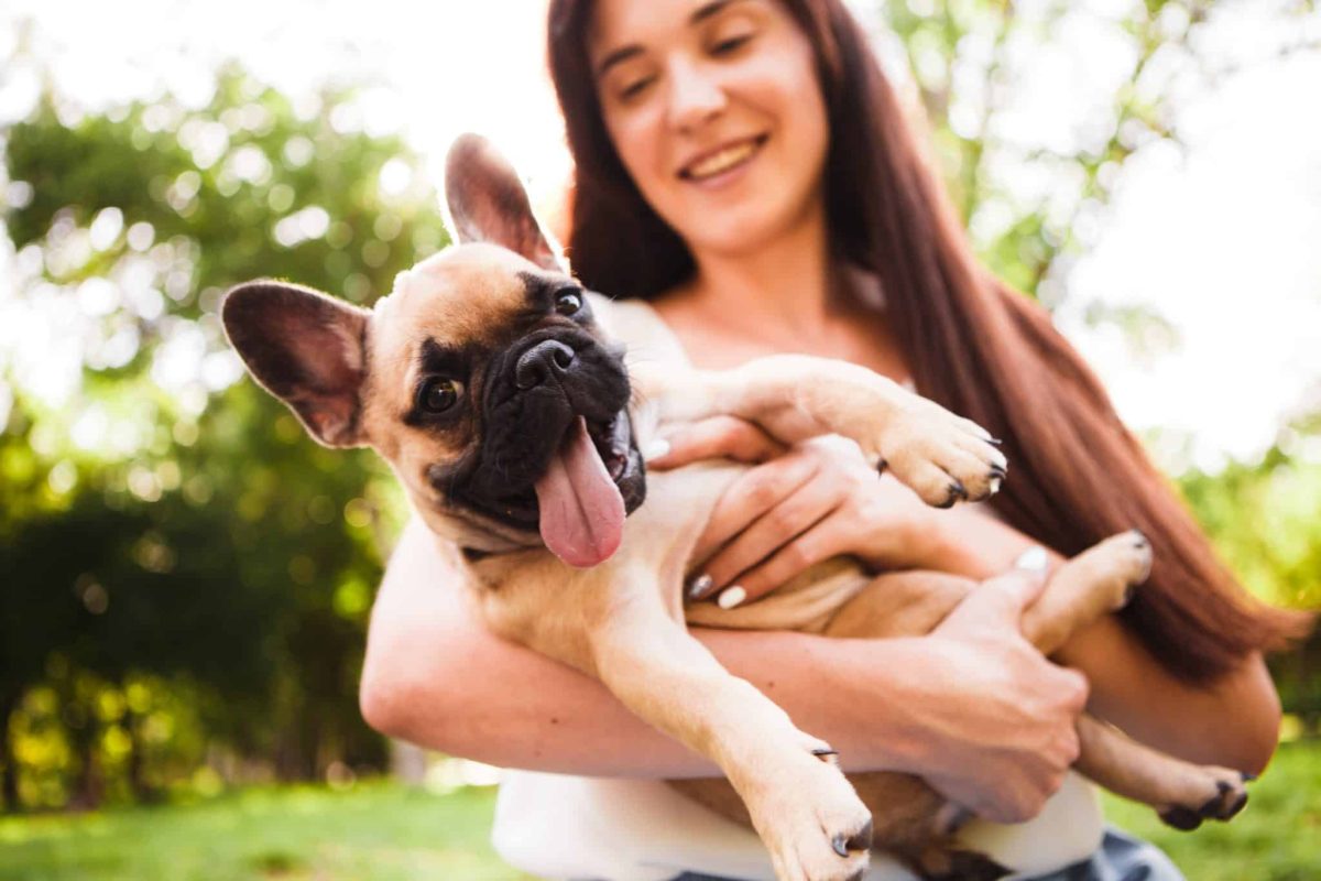 French Bulldog showing affectionate charm and an enthusiastic preference for close companionship.