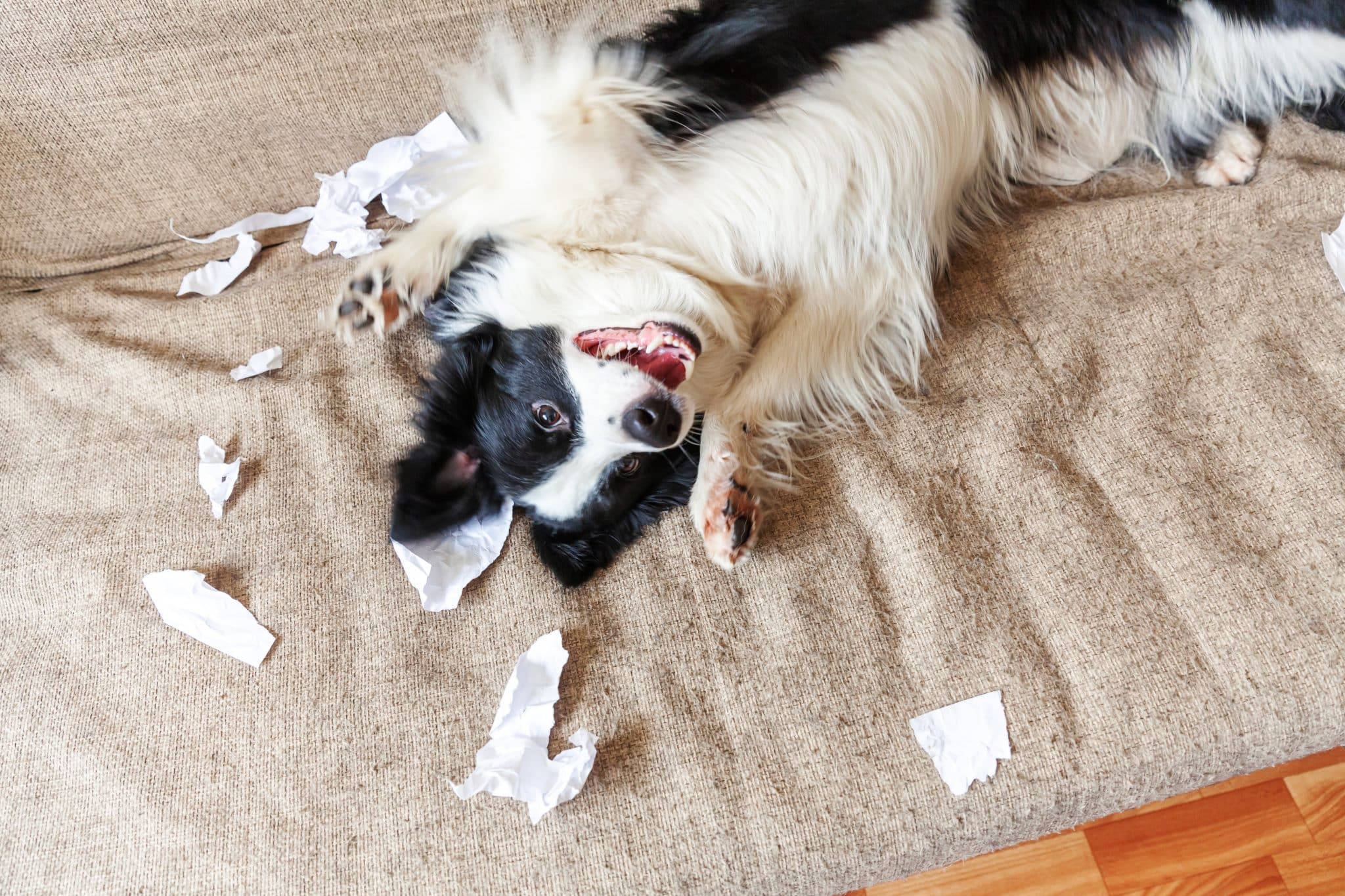 Border Collie with focused eyes and an attentive expression that suggests strategic thinking.