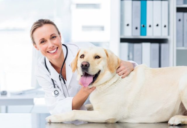 Portrait,Of,Confident,Female,Veterinarian,Examining,Dog,In,Hospital