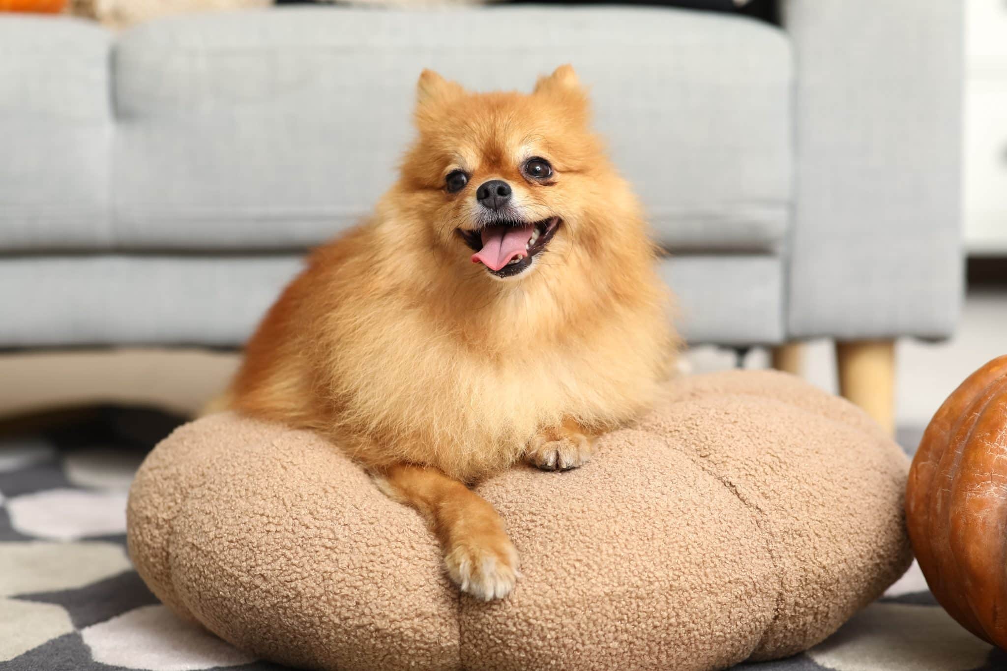 Pomeranian fluffy and tiny showing forever cute and lively personality