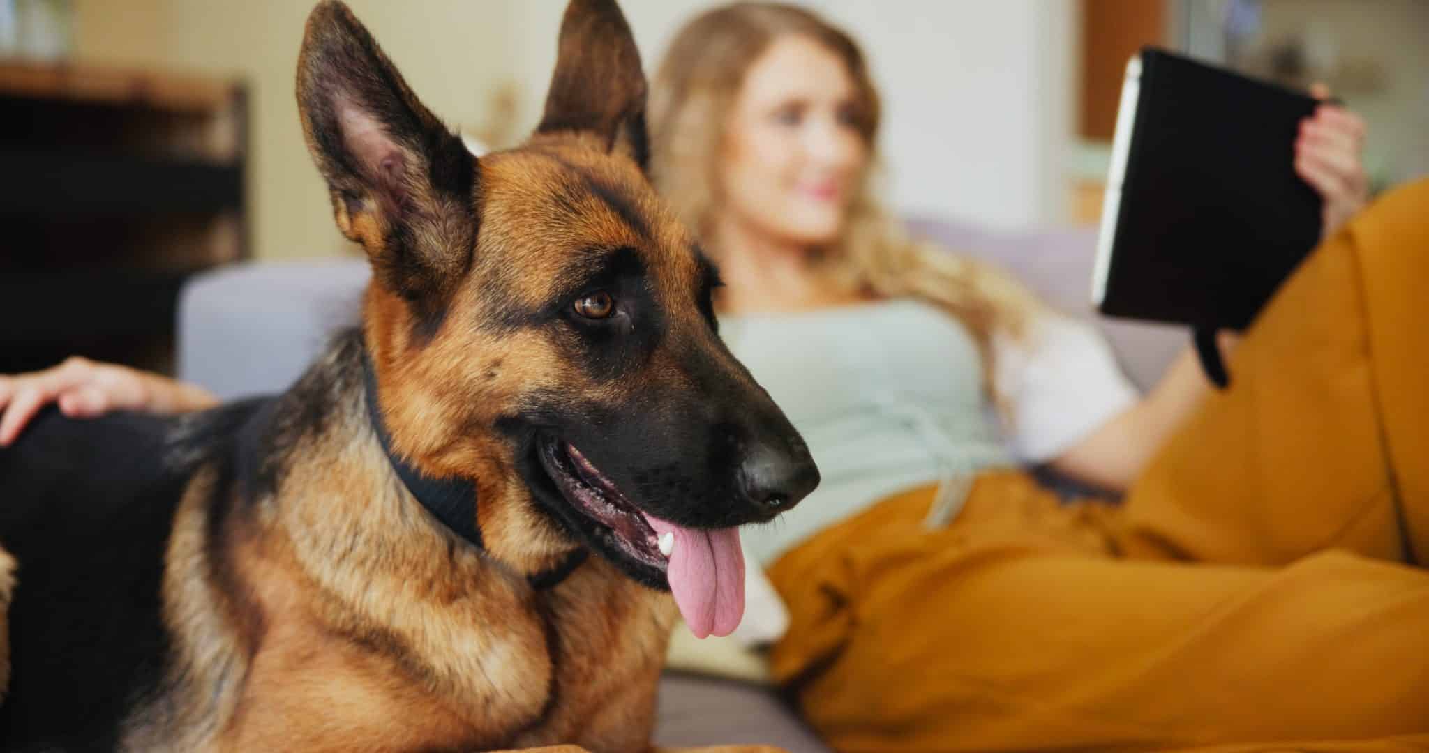 German Shepherd gazing lovingly with devoted shadow-like loyalty